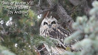 Owls of Winter VIII  Shorteared [upl. by Neillij952]