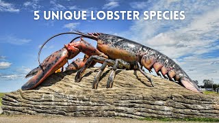 Discovering 5 Unique Lobster Species [upl. by Akina37]