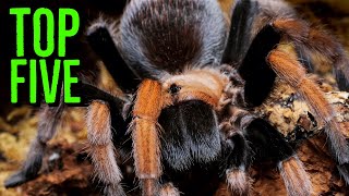 Unveiling My Ultimate Favorite Aphonopelma Tarantulas [upl. by Annael384]