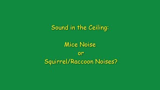 Sounds In The Ceiling Differentiate Between Mice Squirrels amp Raccoons [upl. by Nibbs]