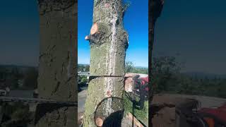 ARBORIST TREE WORK arborist chainsawman stihl logging pnw [upl. by Ziagos976]