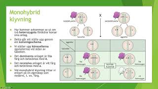 Klassisk genetik  Biologi 1 100 p [upl. by Bittner]