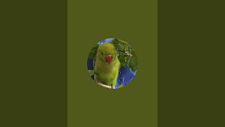 CUTE PARROT  Bhutku and Chutku is live [upl. by Nirret288]