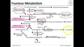 Fructose and Galactose metabolism [upl. by Conlon567]