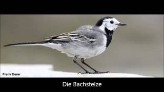 Die Bachstelze [upl. by Abocaj851]