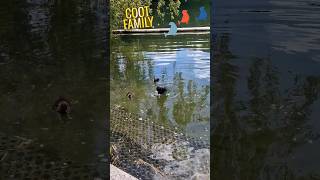 Coot Diving in  Coot feeding Babies  Lakeside  Sharing is Caring  Lake  b2clicks  Parenting [upl. by Tonnie347]