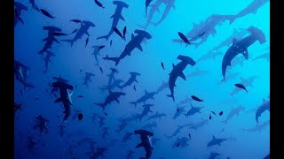 Hammerhead Sharks Complex Mating Rituals  BBC Earth [upl. by Edmond]