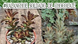 Suculentadodia  Kalanchoe Tomentosa Soldado de chocolate [upl. by Asemaj]