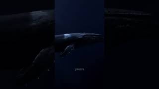 what if biggest animal on earth dies fyp ocean [upl. by Irrep]