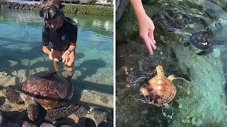 Incredible girl shares her heartwarming volunteer story at a Sea Turtle Rehab Center shorts [upl. by Eetsirk]