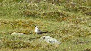 Longtailed skua in Stekenjokk [upl. by Attenaz322]