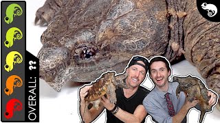 Alligator Snapping Turtle The Best Pet MONSTER [upl. by Eardnoed]