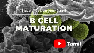 how B cell mature  B cell maturation  maturation of B cell  YouTube tamil [upl. by Eriuqs]