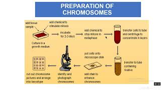 karyotypingamp chromosomal anomalies [upl. by Trinia]