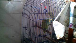 Talking bird parrot in Spanish [upl. by Persis416]