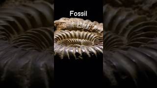 🐚 What is a Fossil Where do Fossils come from Where are Fossils found fossil fossils geology [upl. by Jaunita312]