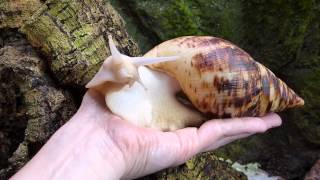 Achatschnecke Achatina reticulata Albino [upl. by Nurat]