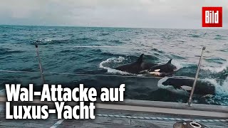 30 Orcas greifen LuxusJacht im Mittelmeer an [upl. by Orson]