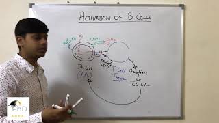 B cell activation by Dr Vipin Tyagi [upl. by Ailemak]