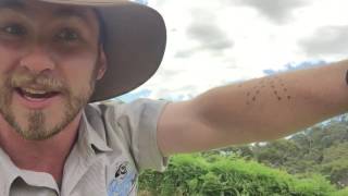 SNAKE BITES How to tell the difference between venomous and non venomous snakes with Ranger Jamie [upl. by Aicetel]