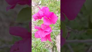 Bougainvillea glabra GreenWorldLD [upl. by Naamana]