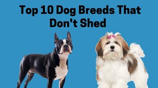 Top 10 Dog Breeds That Dont Shed [upl. by Okihcim]