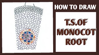 How how to draw TS of monocot root easily step by steptransverse section of monocot root [upl. by Eenram]