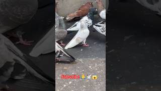 Color pigeonKhaitan sakdum pigeon bird [upl. by Aihsal]