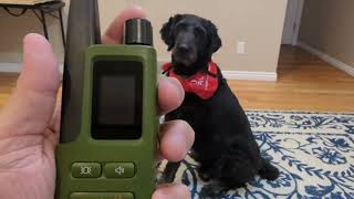 Jugbow Dog Shock Collar  3300FT Dog Training Collar [upl. by Jonathon918]