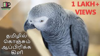 African Grey Parrot talking Tamil  Tamil talking parrot kivi  Tamil speaking grey parrot [upl. by Ahsenak]