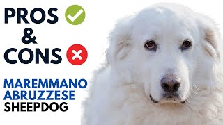 MaremmanoAbruzzese Sheepdog Pros and Cons  Maremma Sheepdog Advantages and Disadvantages [upl. by Lawlor]