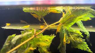 Neocaridina shrimps feeding on nettles [upl. by Aoniak]