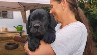 Cane Corso Puppies 8 weeks old [upl. by Pennebaker]