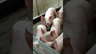 Wie gefährlich ist die Afrikanische Schweinepest shorts unserland schweine [upl. by Nettle]