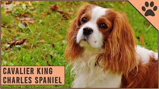 Cavalier King Charles Spaniel  Dog Breed Information [upl. by Atsirhc459]