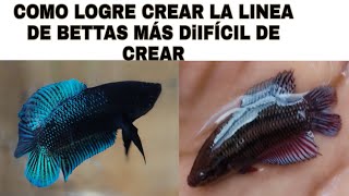 Para que sirve el cruce de Bettas hermano con hermanoEnrriqueBettasTV [upl. by Sontich]