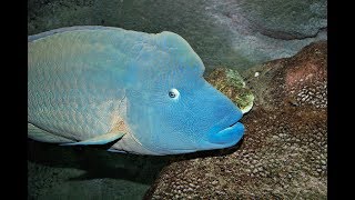 Facts The Napoleon Fish Humphead Wrasse [upl. by Mott185]