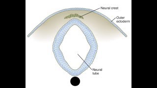 EMBRYOLOGY VI Neurulation Lets Make the Neural Tube amp Neural Crest Cells [upl. by Naitsirk257]