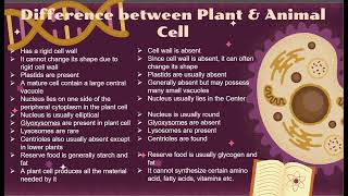 Difference Between Plant amp Animal Cell [upl. by Ajay]