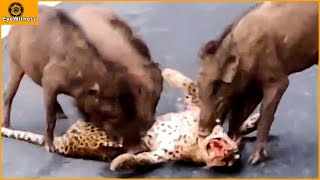 Incredible  Warthogs Fierce Revenge For Leopard For Daring To Attack Baby Warthog  Animal World [upl. by Hpesojnhoj]