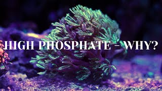 High Phosphates  Explained Why [upl. by Salokin]