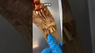 Jalando del tendon de un pulgar real anatomia cuerpo curiosidades magia cuerpohumano ciencia [upl. by Tyra]