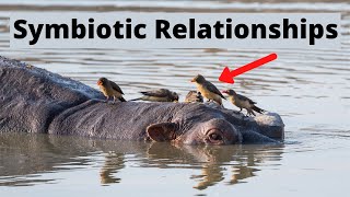 Examples of Symbiotic Relationships in Nature [upl. by Hgielanna]