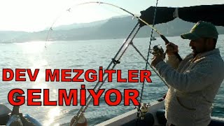 Sabah Suyu Dev Mezgit Avı Devam Ediyor Mezgitler Devasa [upl. by Virgina]