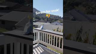 Wild cockatoo dances for snacks shorts [upl. by Nairde]