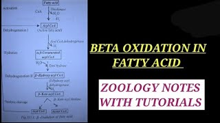 BETA OXIDATION OF FATTY ACID IN HINDI betaoxidation bsc2ndyearzoology enzyme zoology bsczoology [upl. by Lenard770]