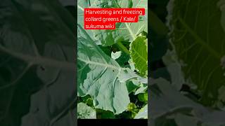 Freeze collard greenssukuma wiki without blunching quick and easy shorts gardeningshort [upl. by Phemia]