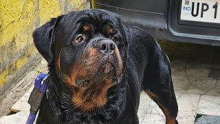 Ultimate Rottweiler Training Guide for Big Heads [upl. by Madanhoj]