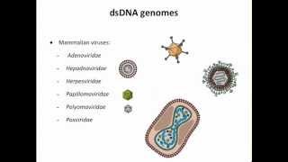 Virology 2013 Lecture 3  Genomes and genetics [upl. by Anala451]