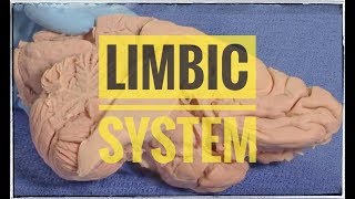 The Limbic system  neuroanatomy [upl. by Lundin]